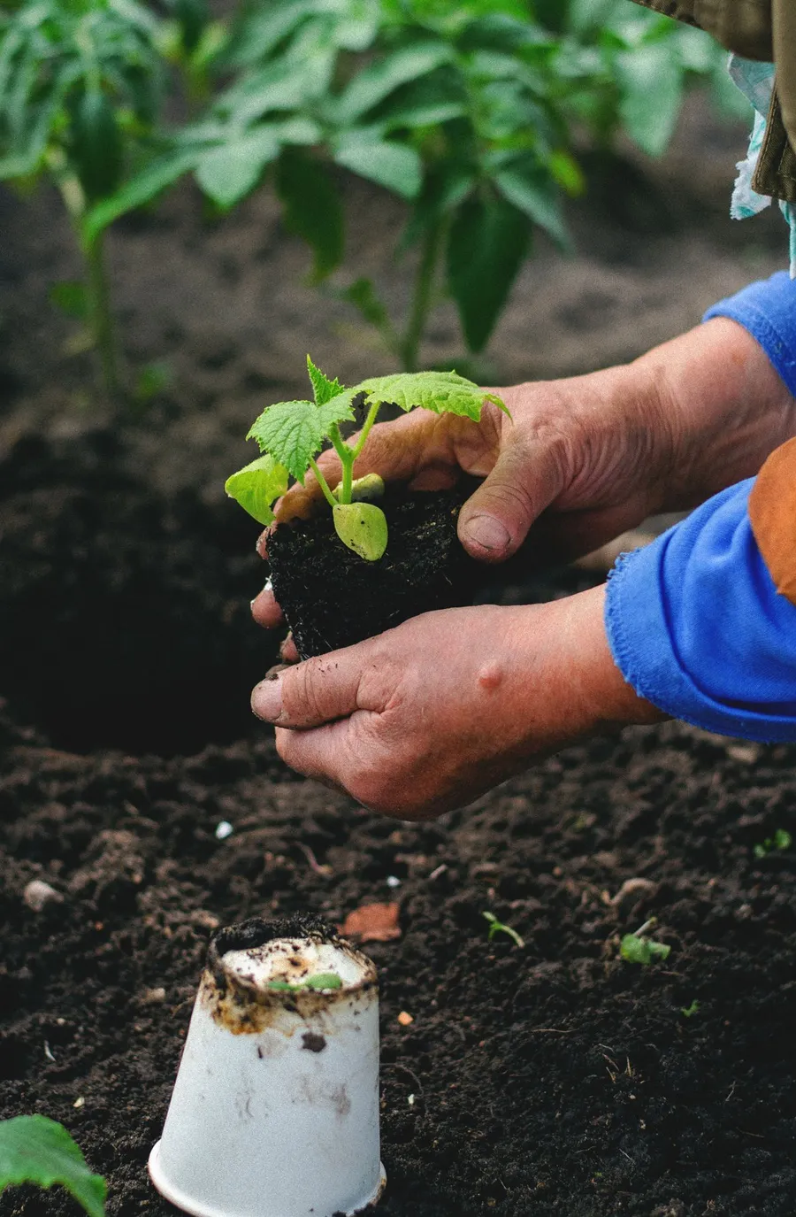 Personne plantant un jeune plant de courge dans le sol du potager