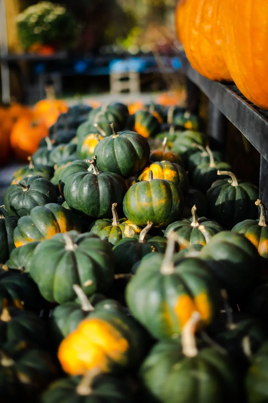 Étal de courges et citrouilles colorées sur un marché